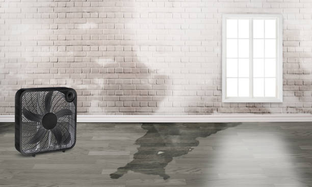 Best Water damage restoration near me  in Delphos, OH