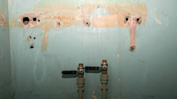 Best Mold removal after water damage  in Delphos, OH